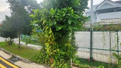 Jalan Kemboja (D13), Terrace #453975651